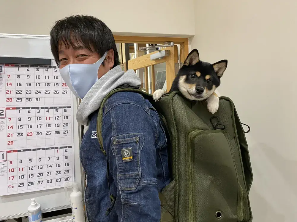 M図の看板娘　芝犬のまつり４歳