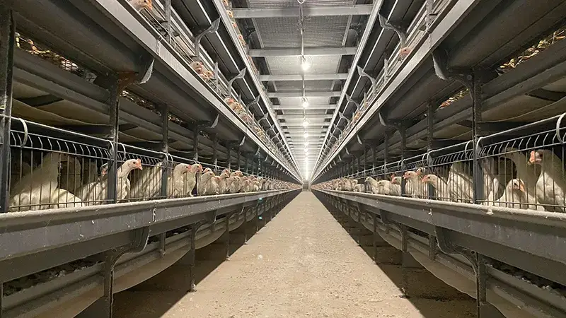 鶏舎内の画像です！